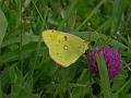 colias crocea